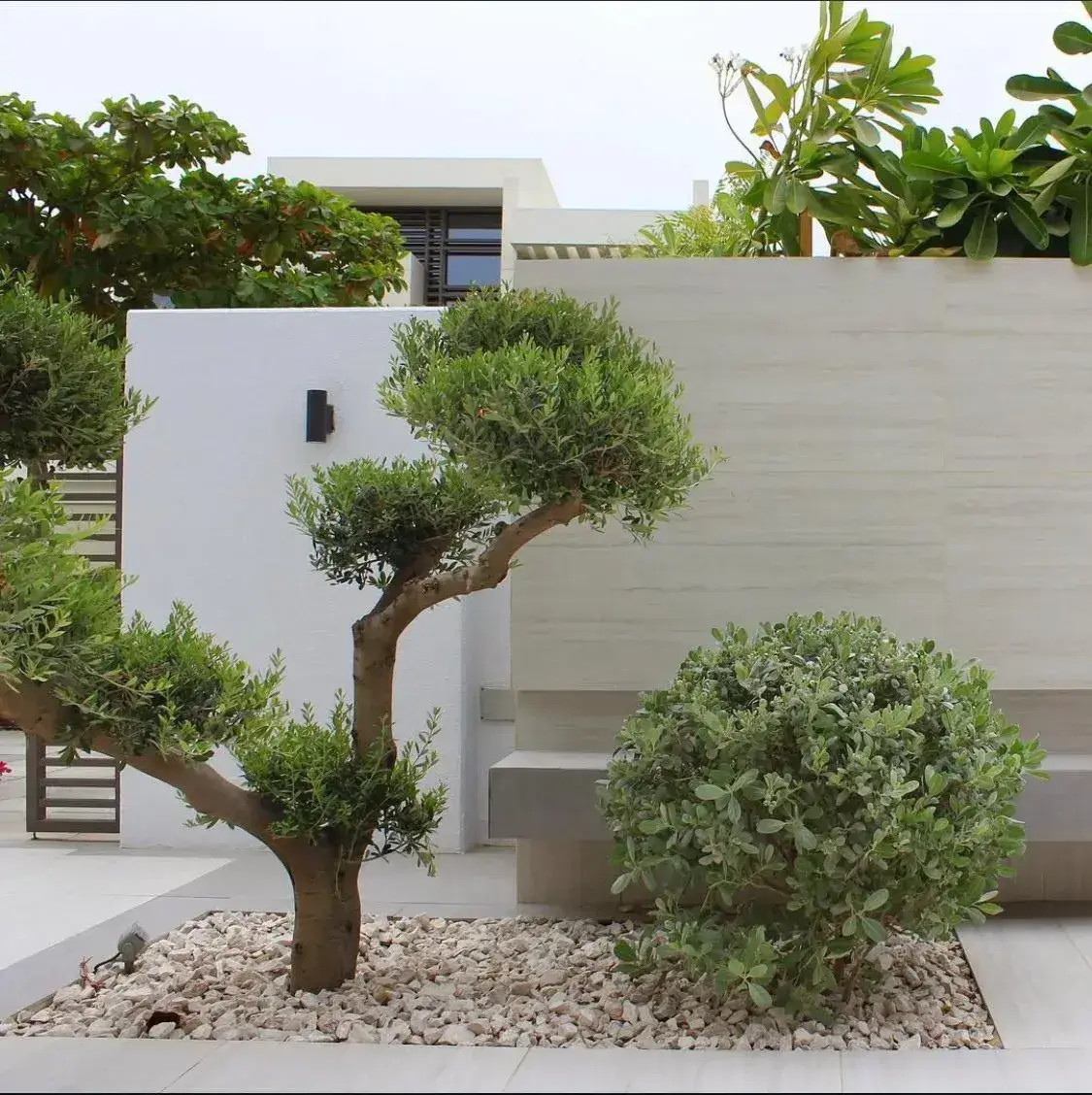 Minimalist villa landscaping in Dubai featuring a sculpted olive tree and clean stone detailing. Designed by Reshape Landscaping and Design, a British-owned landscaping company in Dubai specialising in modern Mediterranean-inspired gardens and architectural planting.