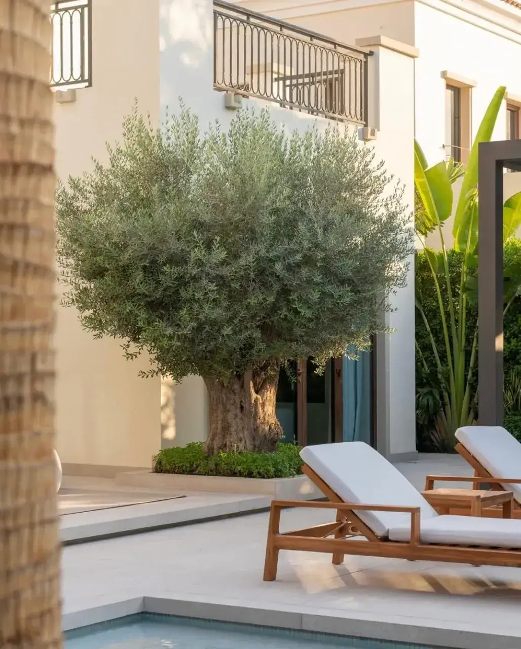 Luxury villa garden in Dubai featuring a mature olive tree and modern poolside lounge area. Designed by Reshape Landscaping and Design, a British-owned landscaping company in Dubai specialising in contemporary villa gardens, outdoor architecture, and Mediterranean-inspired greenery.